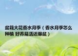 盆栽大花香水月季（香水月季怎么種植 好養(yǎng)易活還爆盆）