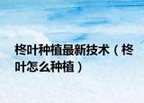 柊葉種植最新技術(shù)（柊葉怎么種植）