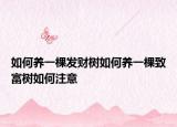 如何養(yǎng)一棵發(fā)財(cái)樹如何養(yǎng)一棵致富樹如何注意