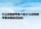 什么動物接蘋果介紹(什么動物接蘋果詳細情況如何)