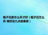 梔子花要怎么養(yǎng)才好（梔子花怎么養(yǎng) 做好這幾點很重要）