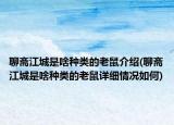 聊齋江城是啥種類(lèi)的老鼠介紹(聊齋江城是啥種類(lèi)的老鼠詳細(xì)情況如何)