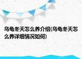 烏龜冬天怎么養(yǎng)介紹(烏龜冬天怎么養(yǎng)詳細情況如何)