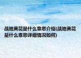 戰(zhàn)地黃花是什么意思介紹(戰(zhàn)地黃花是什么意思詳細情況如何)