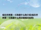 現(xiàn)在世界第一斗狗是什么狗介紹(現(xiàn)在世界第一斗狗是什么狗詳細(xì)情況如何)