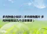 多肉種植小知識（多肉植物圖片 多肉種植有這幾個注意事項）