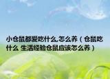 小倉鼠都愛吃什么,怎么養(yǎng)（倉鼠吃什么 生活經(jīng)驗(yàn)倉鼠應(yīng)該怎么養(yǎng)）