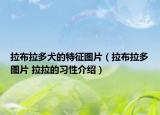 拉布拉多犬的特征圖片（拉布拉多圖片 拉拉的習性介紹）