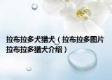 拉布拉多犬獵犬（拉布拉多圖片 拉布拉多獵犬介紹）