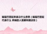貓尾巴豎起來表示什么意思（貓尾巴豎起代表什么 養(yǎng)貓的人需要知道這些）