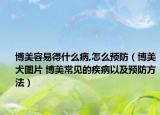 博美容易得什么病,怎么預(yù)防（博美犬圖片 博美常見的疾病以及預(yù)防方法）