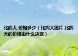 比熊犬 價格多少（比熊犬圖片 比熊犬的價格由什么決定）
