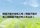 阿富汗獵犬會咬人嗎（阿富汗獵犬咬人嗎阿富汗獵犬咬人怎么辦）