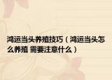 鴻運(yùn)當(dāng)頭養(yǎng)殖技巧（鴻運(yùn)當(dāng)頭怎么養(yǎng)殖 需要注意什么）