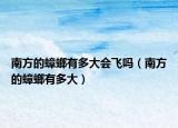 南方的蟑螂有多大會(huì)飛嗎（南方的蟑螂有多大）