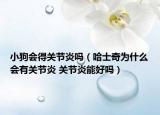 小狗會得關節(jié)炎嗎（哈士奇為什么會有關節(jié)炎 關節(jié)炎能好嗎）