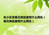 在小區(qū)里看見黃鼠狼有什么預(yù)兆（看見黃鼠狼有什么預(yù)兆）