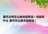 夏天太熱怎么給倉(cāng)鼠降溫（倉(cāng)鼠吃什么 夏天怎么給倉(cāng)鼠降溫）