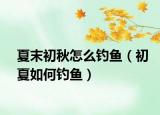 夏末初秋怎么釣魚(yú)（初夏如何釣魚(yú)）