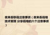 夜來香移栽注意事項（夜來香栽培技術(shù)管理 分享栽培的六個注意事項）