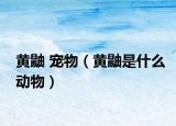 黃鼬 寵物（黃鼬是什么動物）