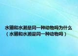 水獺和水瀨是同一種動物嗎為什么（水獺和水瀨是同一種動物嗎）