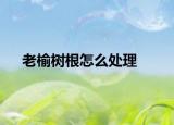老榆樹根怎么處理
