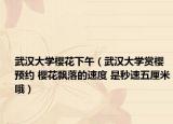 武漢大學(xué)櫻花下午（武漢大學(xué)賞櫻預(yù)約 櫻花飄落的速度 是秒速五厘米哦）