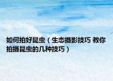 如何拍好昆蟲（生態(tài)攝影技巧 教你拍攝昆蟲的幾種技巧）