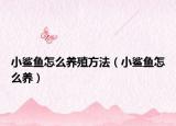 小鯊魚怎么養(yǎng)殖方法（小鯊魚怎么養(yǎng)）