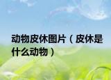 動(dòng)物皮休圖片（皮休是什么動(dòng)物）