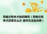 蘇格蘭牧羊犬如何喂養(yǎng)（蘇格蘭牧羊犬厭食怎么辦 選對方法是關(guān)鍵）