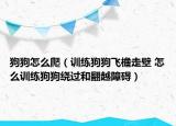 狗狗怎么爬（訓練狗狗飛檐走壁 怎么訓練狗狗繞過和翻越障礙）