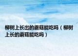 柳樹(shù)上長(zhǎng)出的蘑菇能吃嗎（柳樹(shù)上長(zhǎng)的蘑菇能吃嗎）