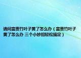 請問富貴竹葉子黃了怎么辦（富貴竹葉子黃了怎么辦 三個小妙招輕松搞定）