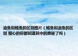油魚和鱈魚的區(qū)別圖片（鱈魚和油魚的區(qū)別 細心的你都知道其中的奧秘了嗎）