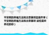 平安樹的養(yǎng)殖方法和注意事項盆栽冬季（平安樹的養(yǎng)殖方法和注意事項 送給喜歡養(yǎng)花的你）
