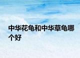中華花龜和中華草龜哪個(gè)好