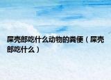 屎殼郎吃什么動(dòng)物的糞便（屎殼郎吃什么）