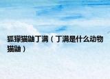 狐獴貓鼬丁滿（丁滿是什么動物貓鼬）