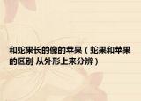 和蛇果長的像的蘋果（蛇果和蘋果的區(qū)別 從外形上來分辨）