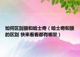 如何區(qū)別狼和哈士奇（哈士奇和狼的區(qū)別 快來(lái)看看都有哪里）
