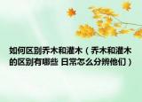 如何區(qū)別喬木和灌木（喬木和灌木的區(qū)別有哪些 日常怎么分辨他們）