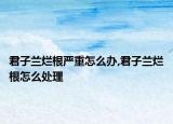 君子蘭爛根嚴重怎么辦,君子蘭爛根怎么處理
