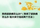 狗得皮膚病怎么辦?（狗得了皮膚病怎么辦 給大家介紹這兩個方法）
