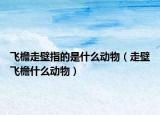 飛檐走壁指的是什么動(dòng)物（走壁飛檐什么動(dòng)物）