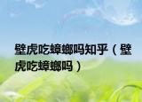 壁虎吃蟑螂嗎知乎（壁虎吃蟑螂嗎）