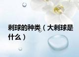 刺球的種類（大刺球是什么）