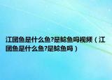 江團(tuán)魚是什么魚?是鯰魚嗎視頻（江團(tuán)魚是什么魚?是鯰魚嗎）