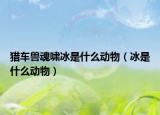 獵車獸魂嘯冰是什么動(dòng)物（冰是什么動(dòng)物）